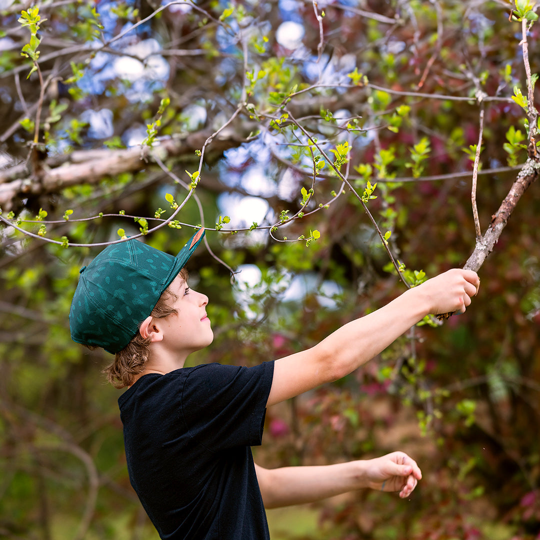 Pine Snapback